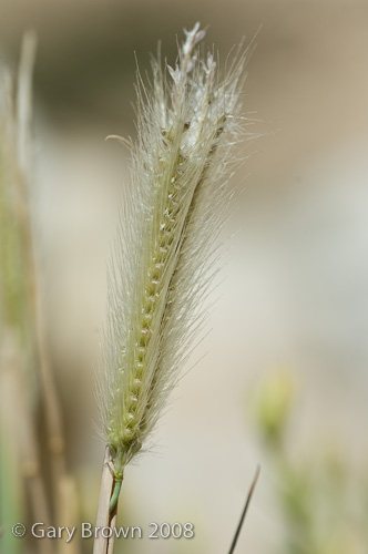 tetrapogon villosus