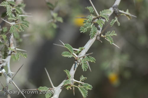 Acacia ehrenbergiana