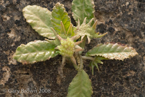 Dorstenia foetida