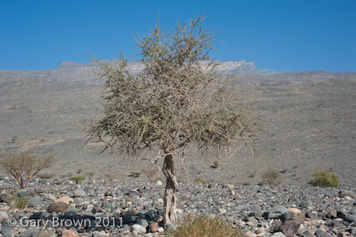 Maerua crassifolia