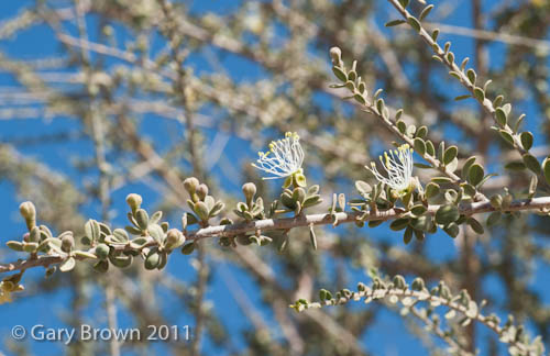 Maerua crassifolia