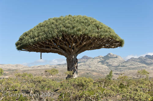 Dracaena cinnabari