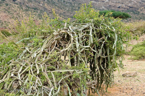 Cissus hamaderohensis