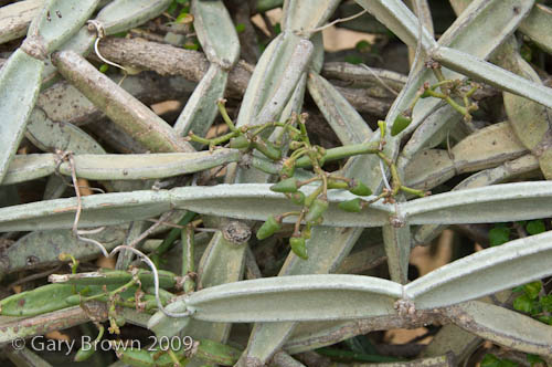 Cissus hamaderohensis