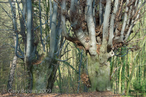 fagus sylvaticae