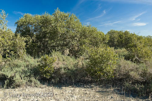 Avicennia mangroves