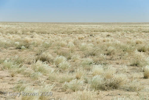 Stipagrostis-Centropodia grassland