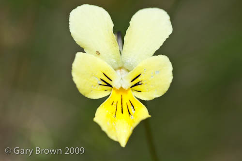 Viola lutea ssp. calaminaria