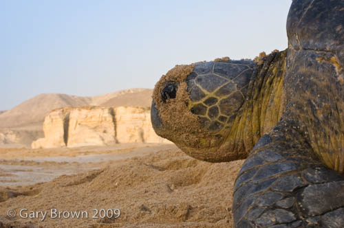 Chelonia mydas