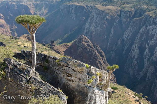 dracaena cinnabari