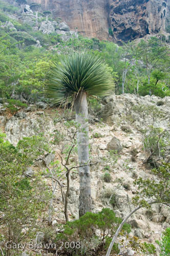 dracaena cinnabari