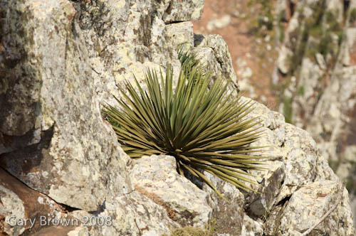 dracaena cinnabari