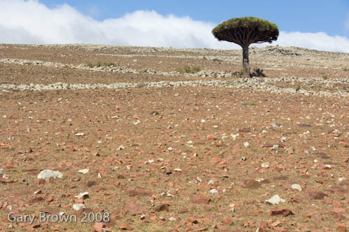 dracaena cinnabari