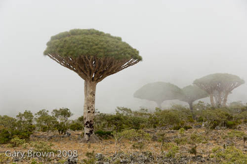 dracaena cinnabari