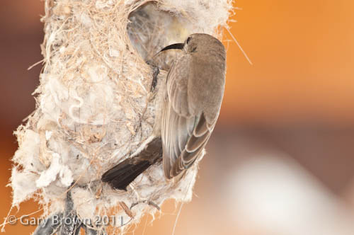 shing sunbird