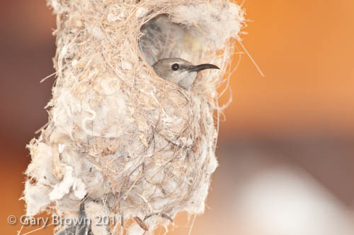 s sunbird on nest