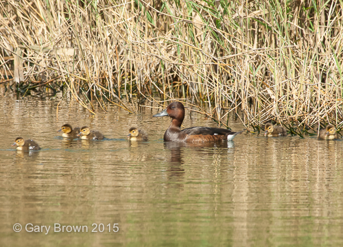 Ferruginous duck