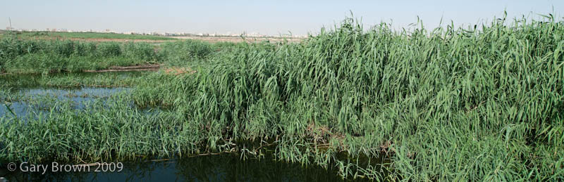 reedbed