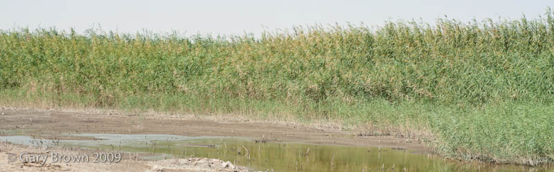 reedbed