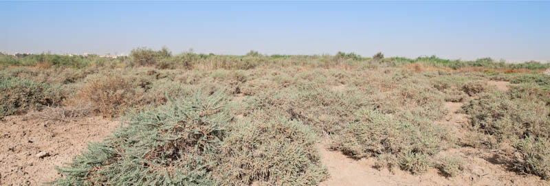 sabkha pano