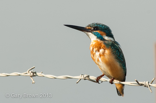 Common Kingfisher