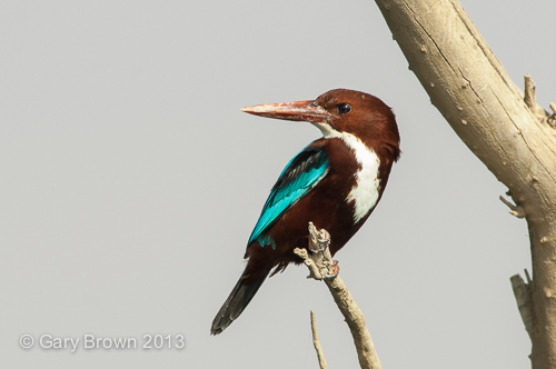 White-throated Kingfisher