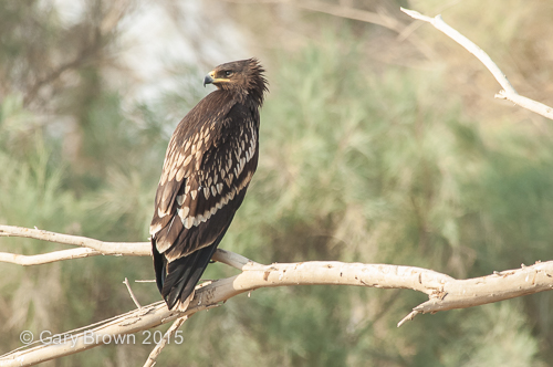 Greater-spotted Eagle
