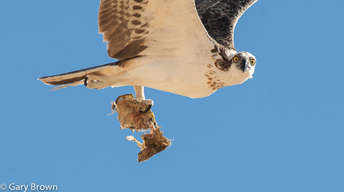 Osprey