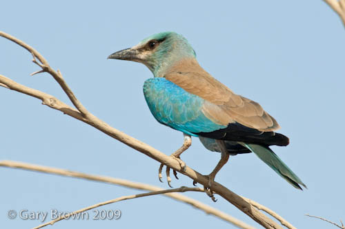 European Roller