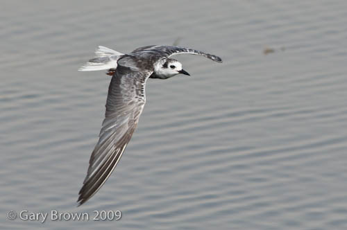 White-winged Tern