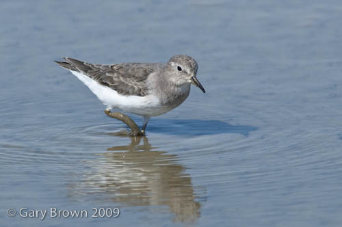 Temminck's Stint