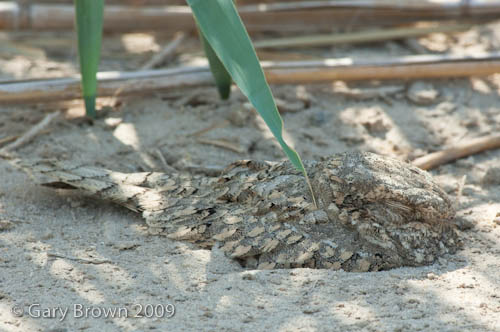 Egyptian Nightjar