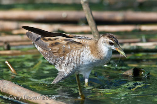 Little Crake