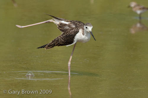 Black-winged Stilt