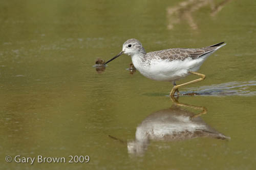 Marsh Sandpiper