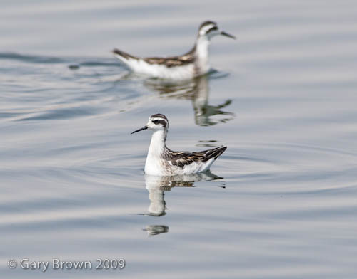 Red-necked Phalarope