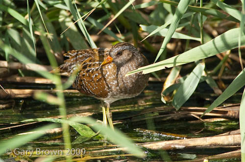 Spotted Crake