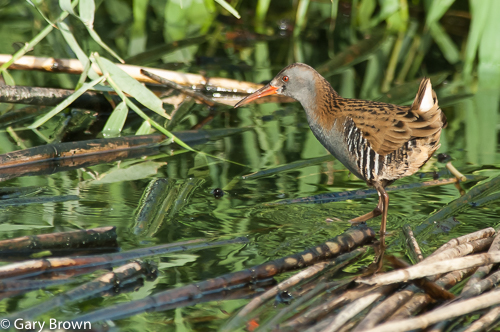 Water Rail