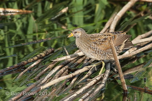 Spotted Crake juv