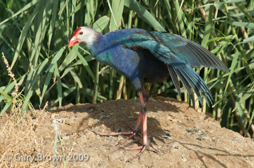 Purple Swamphen