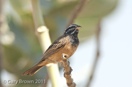 African Rock Bunting
