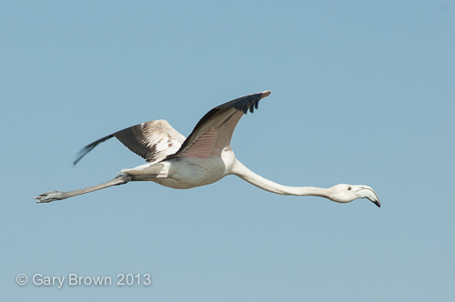 Greater Flamingo