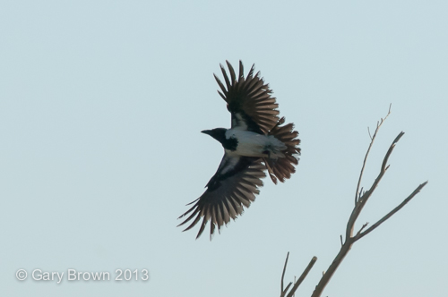 Mesopotamian Crow