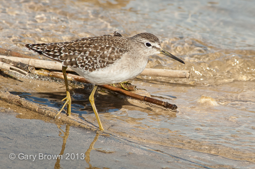 Wood Sandpiper