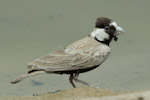 B-c sparrow-lark