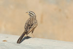 African Rock Bunting