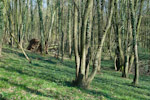 Capinus woodland, Germany