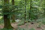 Beech forest, Germany