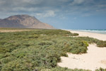 Limonium sokotranum, Socotra