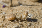 Desert mantis